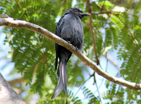 Black Drongo (Dicrurus macrocercus)  Ashy Drongo,Black Drongo,Dicrurus leucophaeus,Dicrurus macrocercus,Geotagged,India