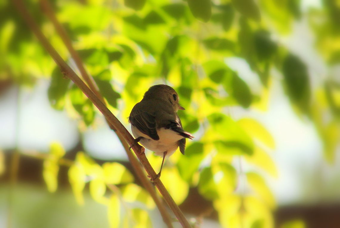 Blyth's Reed Warbler  Acrocephalus dumetorum,Asian Brown Flycatcher,Blyths Reed Warbler,Geotagged,India,Muscicapa latirostris