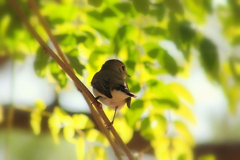Blyth's Reed Warbler  Acrocephalus dumetorum,Asian Brown Flycatcher,Blyths Reed Warbler,Geotagged,India,Muscicapa latirostris