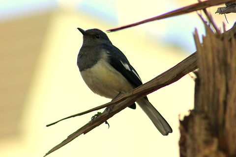 Copsychus saularis - Female 29-Dec-2013, Morning I just wokeup and was still in bed, I heard the voice of some bird, I grabbed my camera and rushed to the terrace, a robin magpie was sitting on the broken branch of the tree, first i approached slow towards it not leaving a clue that I'm capturing it. Then slowly I pointed my camera lens, I could take 3-4 snaps, when it noticed me, it flew to the nearby tree, this was a good closeup shot, but due to poor light, it didnt get more clear than this. Copsychus saularis,Geotagged,India,Oriental Magpie-Robin