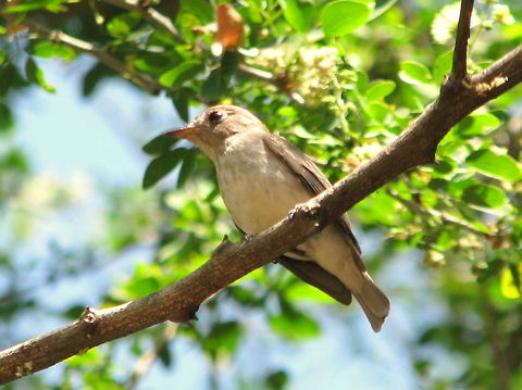Warbler This seems to be another Blyth's Reed warbler, but not sure..!! Asian Brown Flycatcher,Geotagged,India,Muscicapa latirostris