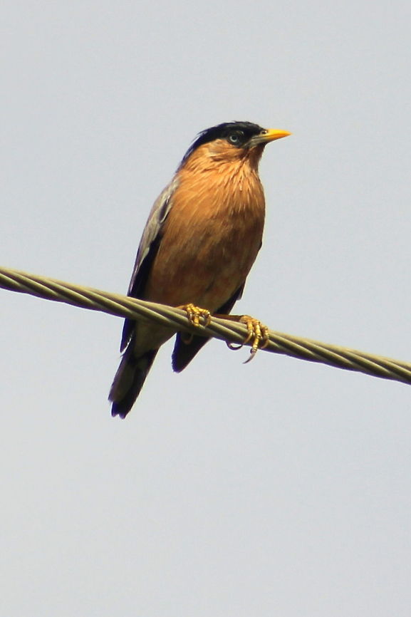 Brahminy Myna I found this bird on the road side paddy farms, they feed on the seeds and rest on the current wires. Hence is this picture. Since this was a new species I have uploaded here. But photography of species on the man made materials is not preferred, I do agree with this. Brahminy Starling,Geotagged,India,Sturnia pagodarum