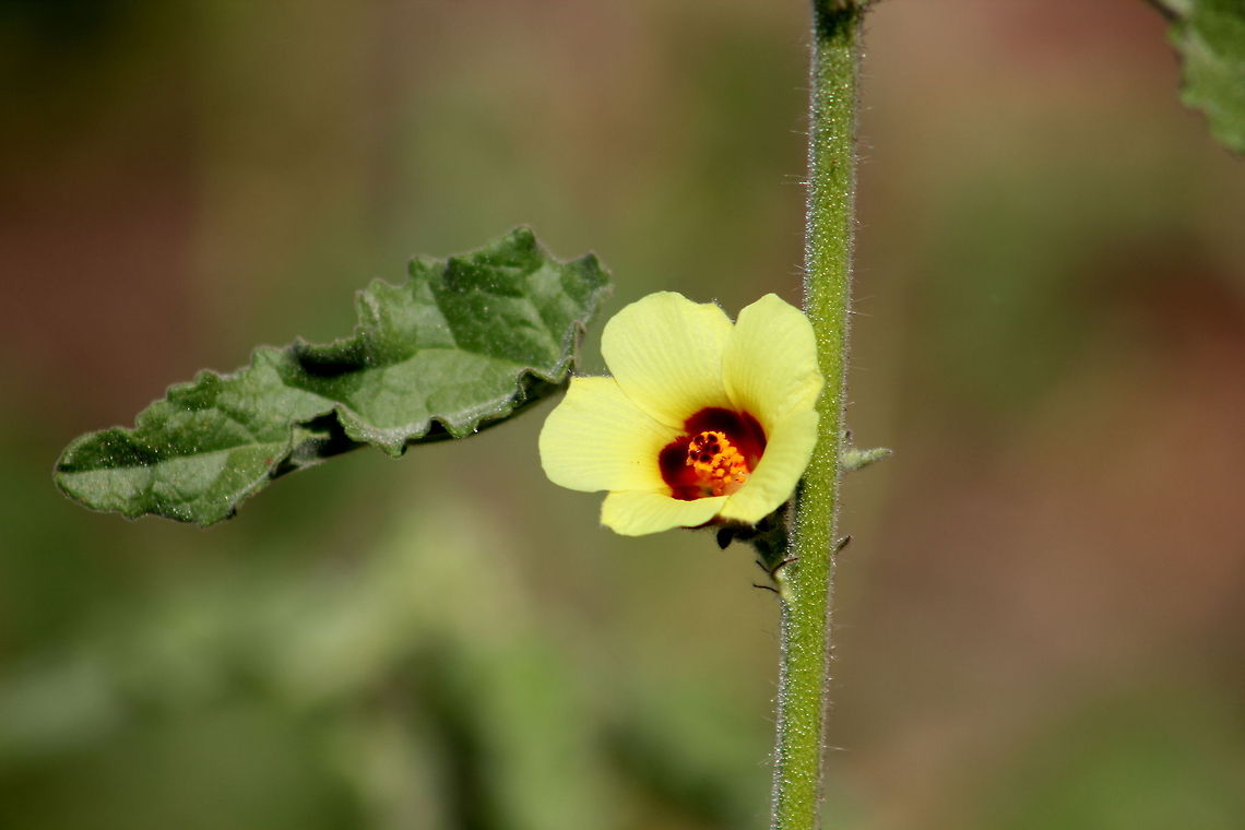 Yellow Hibiscus Common name: Yellow Hibiscus<br />
Botanical name: Hibiscus panduriformis    Family: Malvaceae (Mallow family)<br />
Yellow Hibiscus is a shrub-like perennial herb, growing up to 2.5 m tall, with a woody base and hairs on the stems. Leaves are ovate or almost round in outline, shallowly 3-5-lobed, hairy on both surfaces. Leaf stalks are long and hairy, margins are irregularly toothed. Flowers arise singly in leaf axils, yellow with a dark centre, turning apricot-orange with age. Petals are softly hairy on the outside. There is an epicalyx of 8-10 bracts, which are linear-spoon-shaped, joined near the the base. Sepals are triangular, velvety, 3-veined, joined about halfway. Capsule are nearly spherical, about 1.5 cm in diameter. Seeds are 3 &times; 2 mm, crescent to kidney-shaped, densely velvety.  Geotagged,Hibiscus panduriformis,India,Yellow Hibiscus