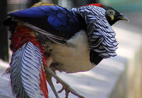 Lady Amhersts Pheasant male  Chrysolophus amherstiae,Geotagged,India,Lady Amhersts Pheasant