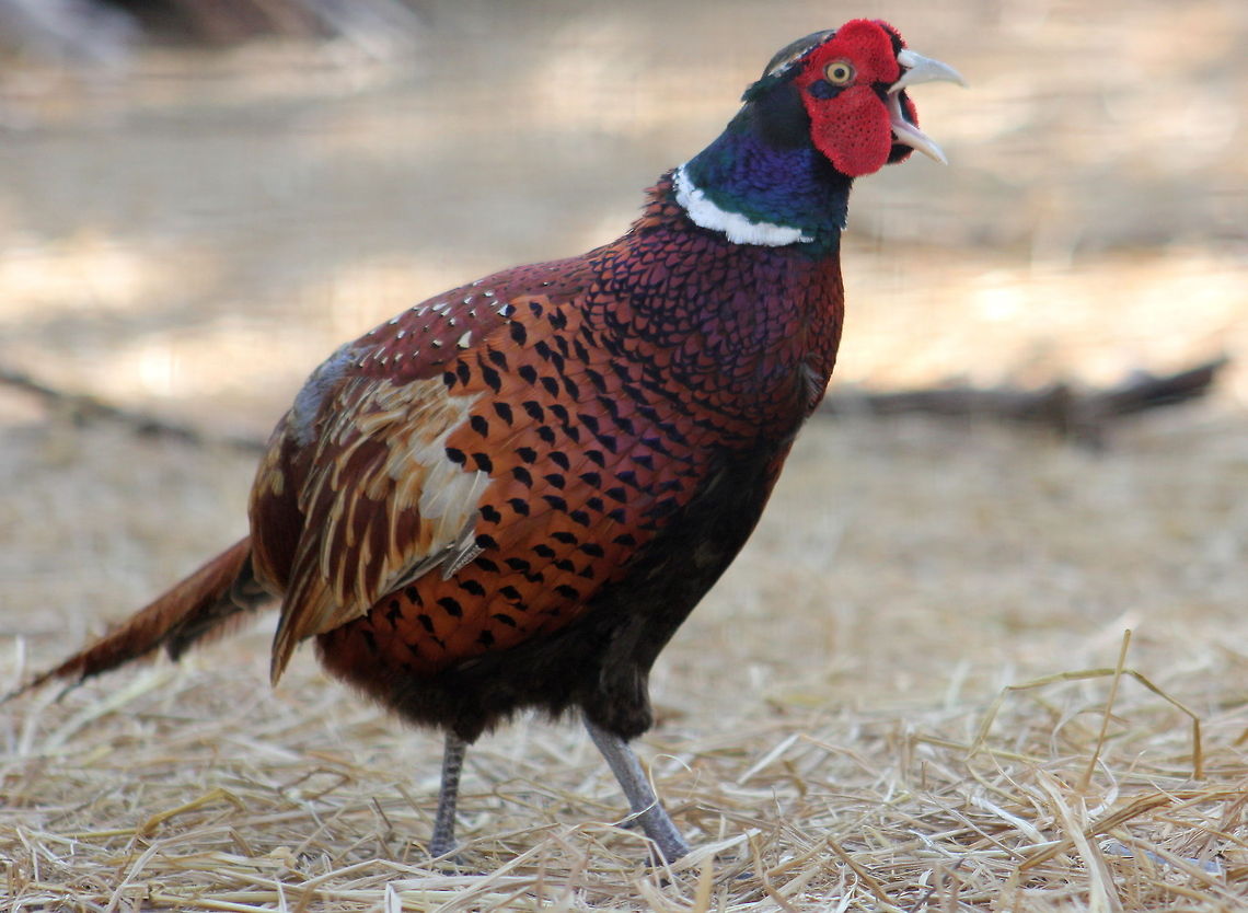 Angry male ring neck pheasant  Common Pheasant,Fall,Geotagged,India,Phasianus colchicus