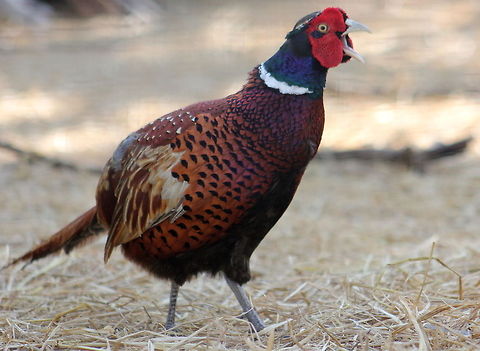Angry male ring neck pheasant  Common Pheasant,Fall,Geotagged,India,Phasianus colchicus