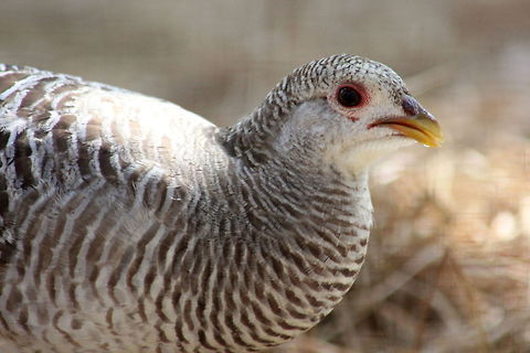 Female Golden Pheasant  Chrysolophus pictus,Geotagged,Golden Pheasant,India