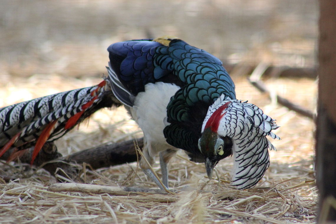 Lady Amhersts Pheasant male  Chrysolophus amherstiae,Geotagged,India,Lady Amhersts Pheasant