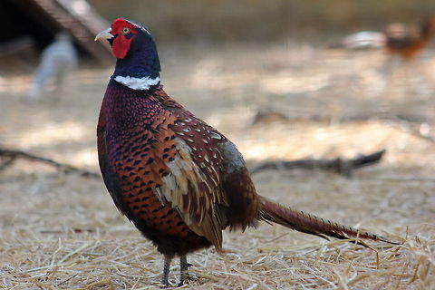 Male pheasant  Common Pheasant,Fall,Geotagged,India,Phasianus colchicus