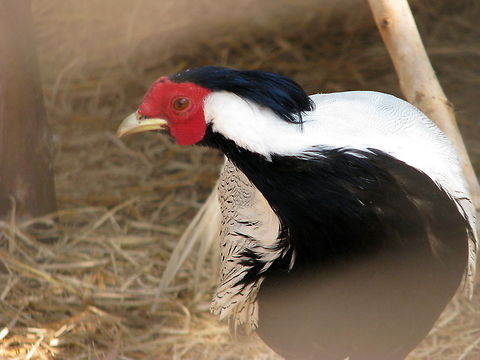 The Silver Phesant (Lophura nycthemera)  Geotagged,India,Lophura nycthemera,Silver Pheasant