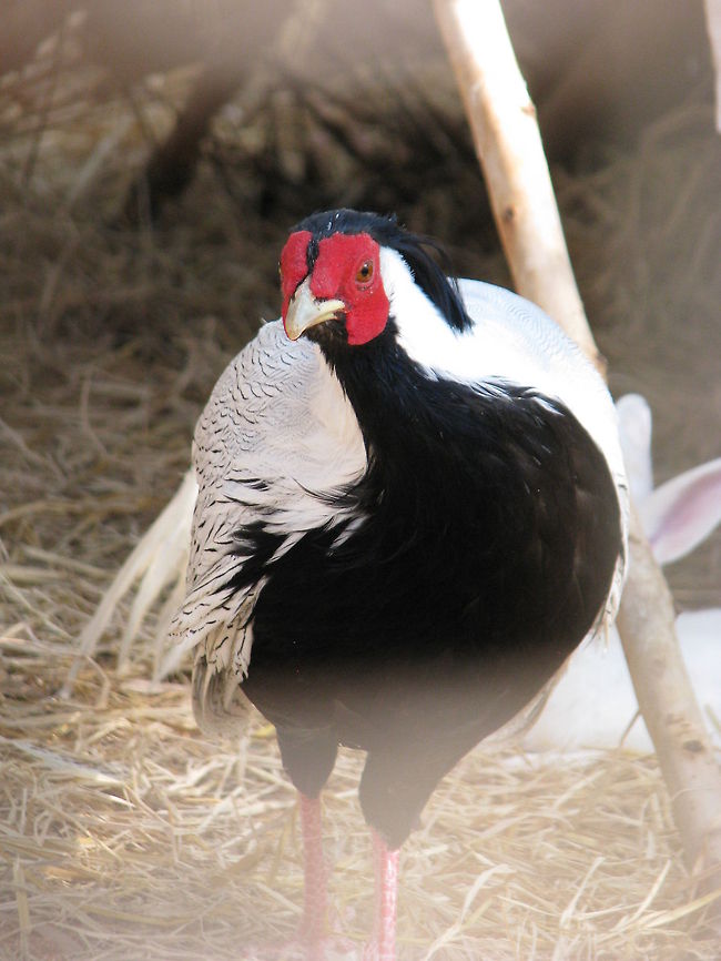 The Silver Phesant (Lophura nycthemera)  Fall,Geotagged,India,Lophura nycthemera,Silver Pheasant