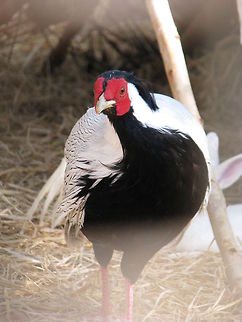 The Silver Phesant (Lophura nycthemera)  Fall,Geotagged,India,Lophura nycthemera,Silver Pheasant