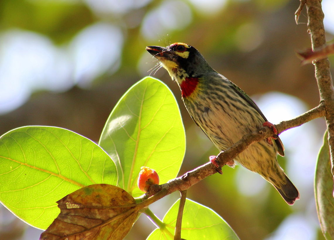 The Coppersmith Barbet  Coppersmith Barbet,Geotagged,India,Megalaima haemacephala