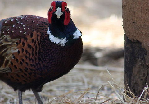 The common Pheasant  Common Pheasant,Geotagged,India,Phasianus colchicus