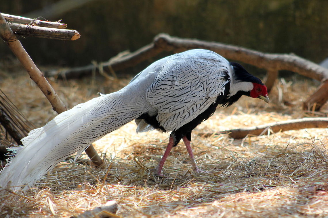 The Silver Phesant (Lophura nycthemera)  Geotagged,India,Lophura nycthemera,Silver Pheasant