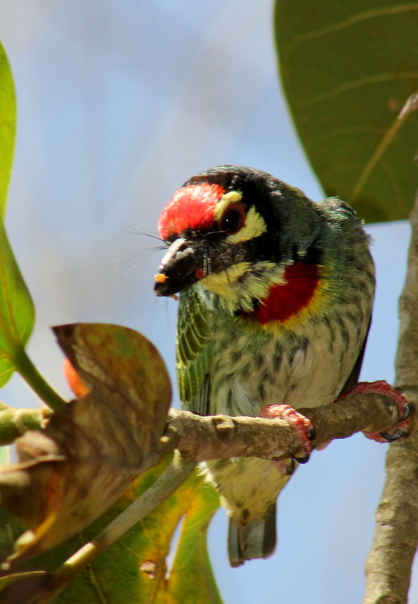 The Coppersmith Barbet  Coppersmith Barbet,Geotagged,India,Megalaima haemacephala