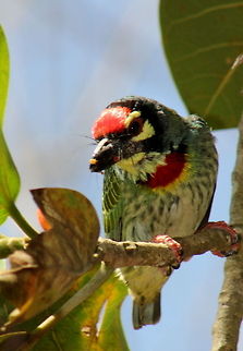 The Coppersmith Barbet  Coppersmith Barbet,Geotagged,India,Megalaima haemacephala