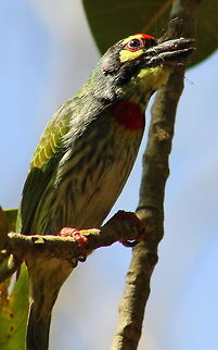 The Coppersmith Barbet  Coppersmith Barbet,Fall,Geotagged,India,Megalaima haemacephala