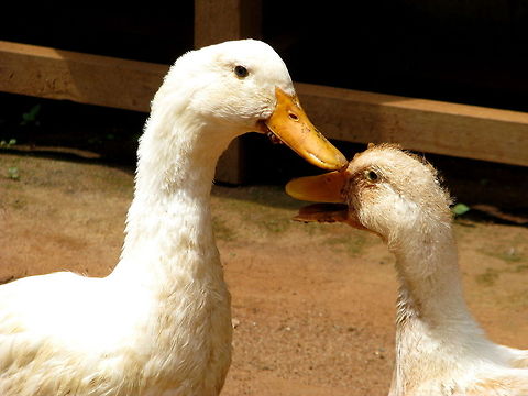 Couple in a Romantic Moment Common Indian domesticated Duck. Anas platyrhynchos domesticus,Cairina moschata momelanotus,Domesticated Muscovy duck,Domesticated duck,Geotagged,India,Indian Runner Duck