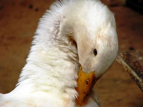 Expressing a feel  Anas platyrhynchos domesticus,Cairina moschata momelanotus,Domesticated Muscovy duck,Domesticated duck,Geotagged,India,Indian Runner Duck