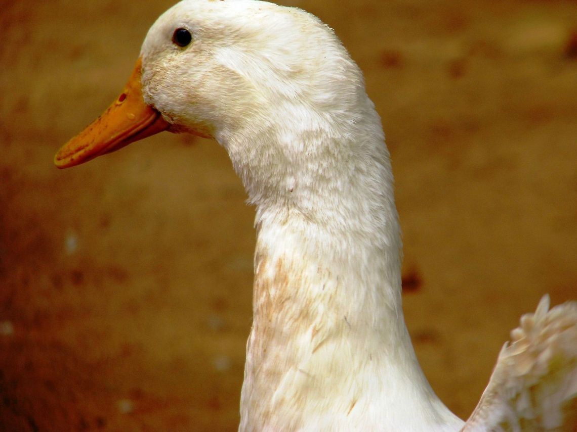 Just a Gentle look  Anas platyrhynchos domesticus,Cairina moschata momelanotus,Domesticated Muscovy duck,Domesticated duck,Geotagged,India,Indian Runner Duck