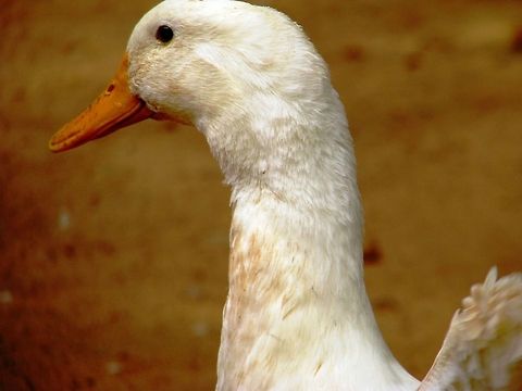 Just a Gentle look  Anas platyrhynchos domesticus,Cairina moschata momelanotus,Domesticated Muscovy duck,Domesticated duck,Geotagged,India,Indian Runner Duck
