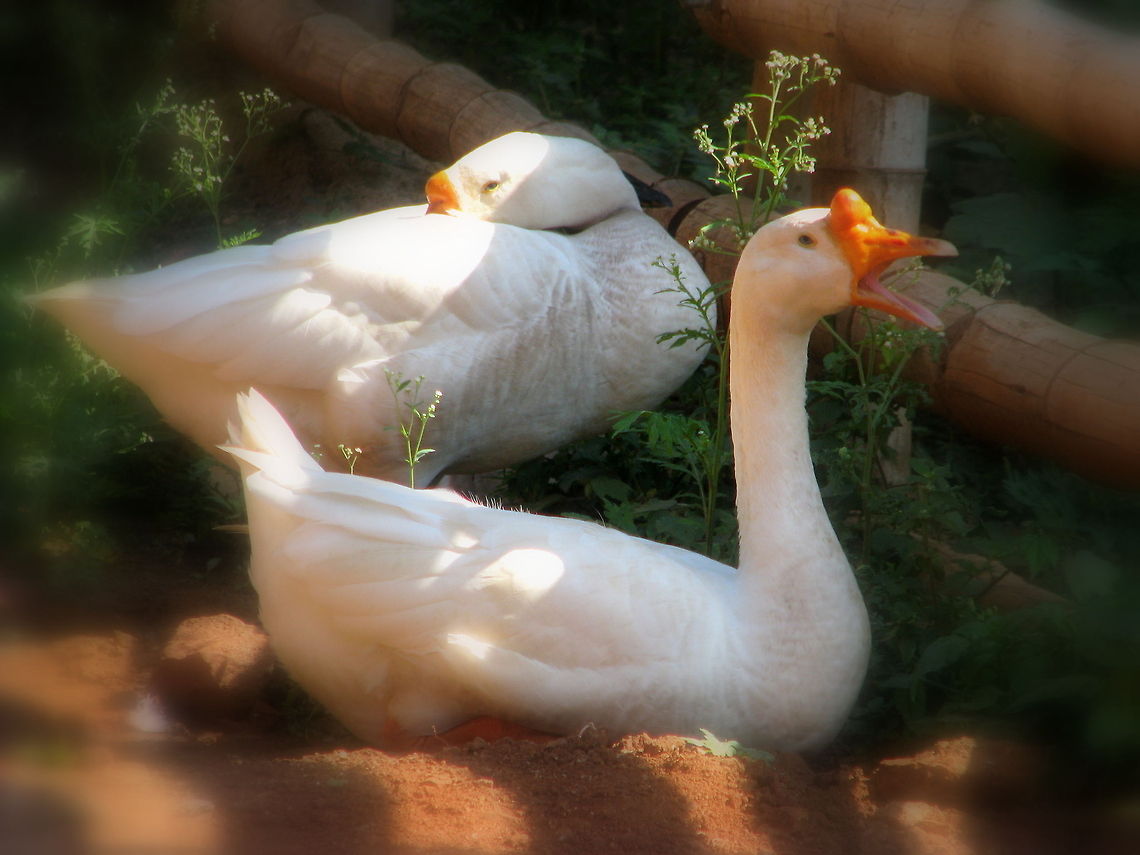 One in singing Mood and other is sleepy - White Chinese Geese <a href="http://en.wikipedia.org/wiki/Chinese_goose" rel="nofollow">http://en.wikipedia.org/wiki/Chinese_goose</a><br />
We can find the brown as well as white varieties of the Chinese geese. Being smaller and having a swanlike appearance, this breed of geese is well adopted and suited for consumption at the home based settings. The brown Chinese goose is known to have a brown colored plumage, while the white ones are known for their orange colored bill.<br />
 Anser anser domesticus & Anser cygnoides,Domestic goose,Geotagged,India