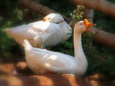 One in singing Mood and other is sleepy - White Chinese Geese http://en.wikipedia.org/wiki/Chinese_goose
We can find the brown as well as white varieties of the Chinese geese. Being smaller and having a swanlike appearance, this breed of geese is well adopted and suited for consumption at the home based settings. The brown Chinese goose is known to have a brown colored plumage, while the white ones are known for their orange colored bill.
 Anser anser domesticus & Anser cygnoides,Domestic goose,Geotagged,India