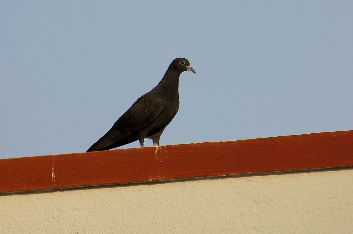 The black imperial Pigeon  Black Imperial Pigeon,Columba livia,Ducula melanochroa,Geotagged,India,Rock dove