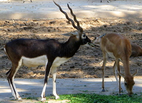 The Indian Blackbuck  Antilope cervicapra,Blackbuck,Geotagged,India