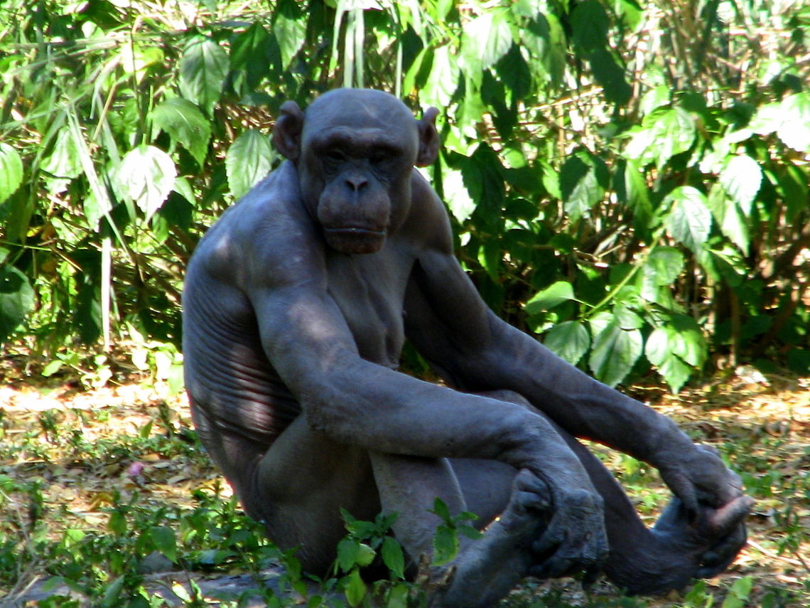 Chimpanzee  Common chimpanzee,Geotagged,India,Pan troglodytes