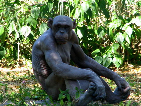 Chimpanzee  Common chimpanzee,Geotagged,India,Pan troglodytes