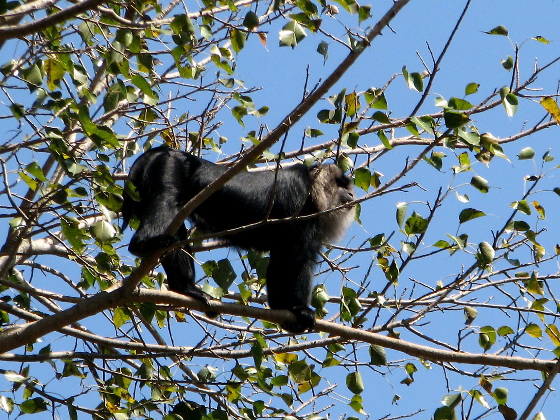 Lion-tailed macaque in tree  Geotagged,India,Lion-tailed macaque,Macaca silenus