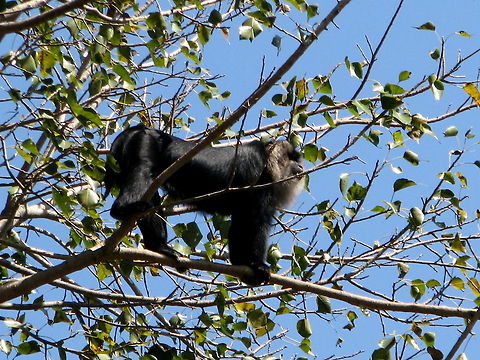 Lion-tailed macaque in tree  Geotagged,India,Lion-tailed macaque,Macaca silenus