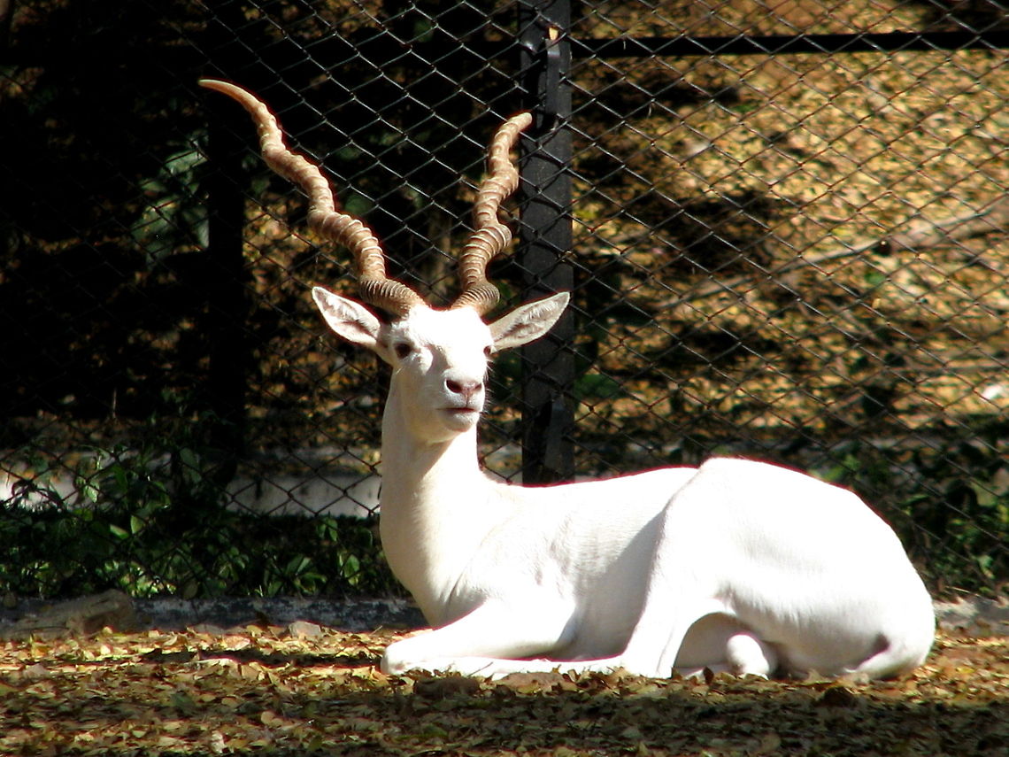 The White Buck or Albino Blackbuck (Antilope cervicapra) Albinism in Blackbuck is rare and caused by the lack of the pigment melanin. The animal looks fully white due to the lack of melanin in their skin. Wildlife experts say that the biggest problem with these Albinos is that they are singled out by predators and hunted. The distinctive horns of the Blackbuck are ringed with 1 to 4 spiral turns, rarely more than 4 turns, and can be as long as 79 cm (31 in).In the male, the upper body is black (dark brown), and the belly and eye rings are white. The light-brown female is usually hornless. Antilope cervicapra,Blackbuck,Geotagged,India