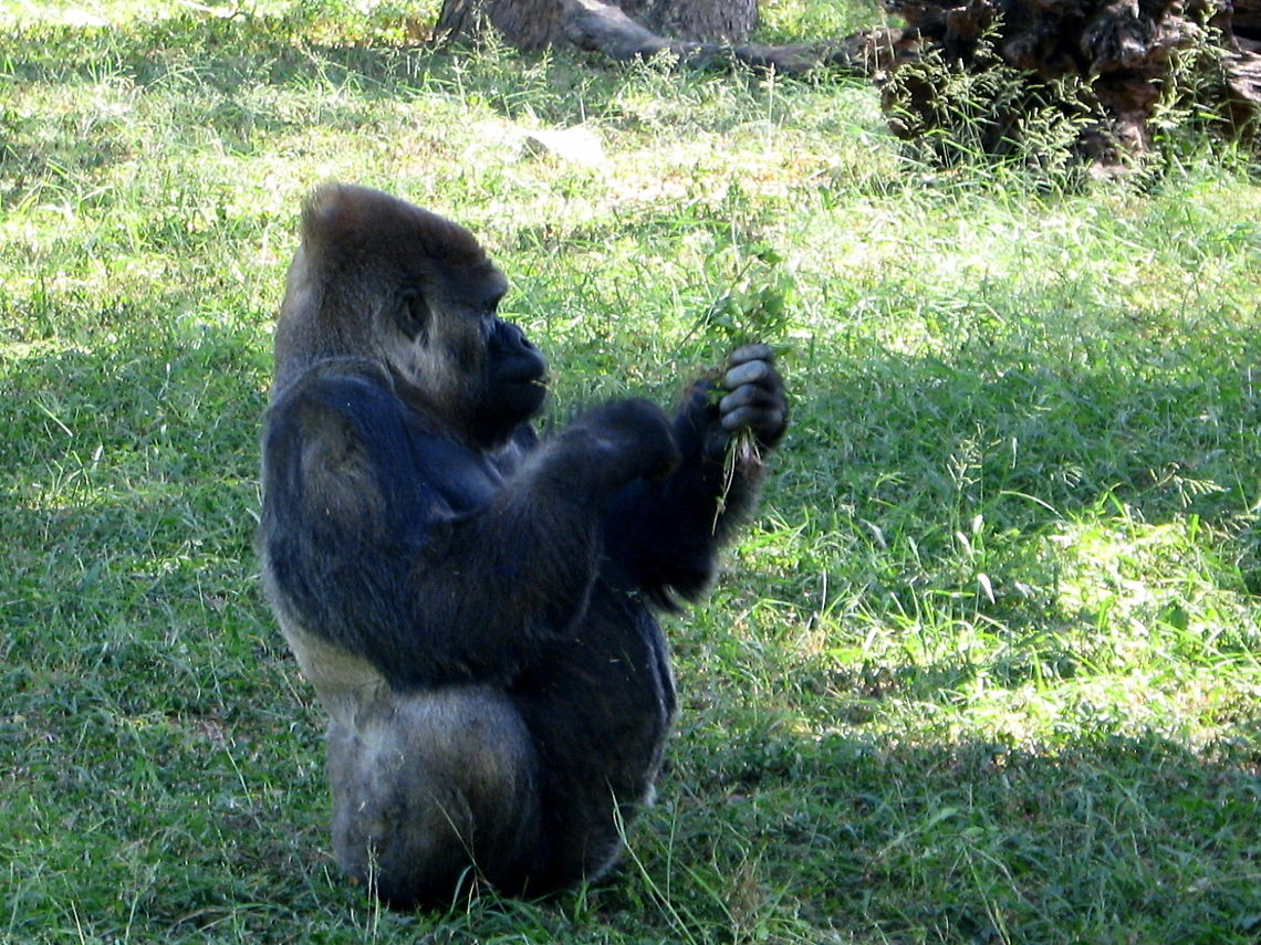 The Gorilla  Geotagged,Gorilla gorilla,India,Western gorilla