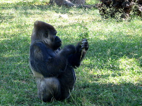 The Gorilla  Geotagged,Gorilla gorilla,India,Western gorilla