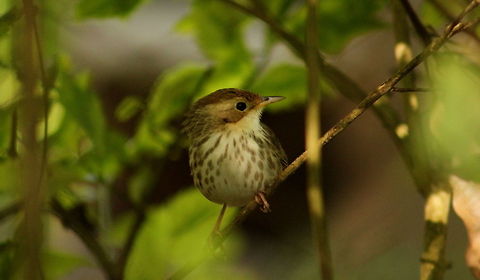 Puff-Throated Babbler  Geotagged,India,Pellorneum ruficeps,Puff-throated Babbler