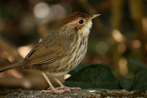 Puff-Throated Babbler  Geotagged,India,Pellorneum ruficeps,Puff-throated Babbler