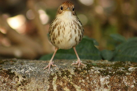 The Puff-throated Babbler  Geotagged,India,Pellorneum ruficeps,Puff-throated Babbler
