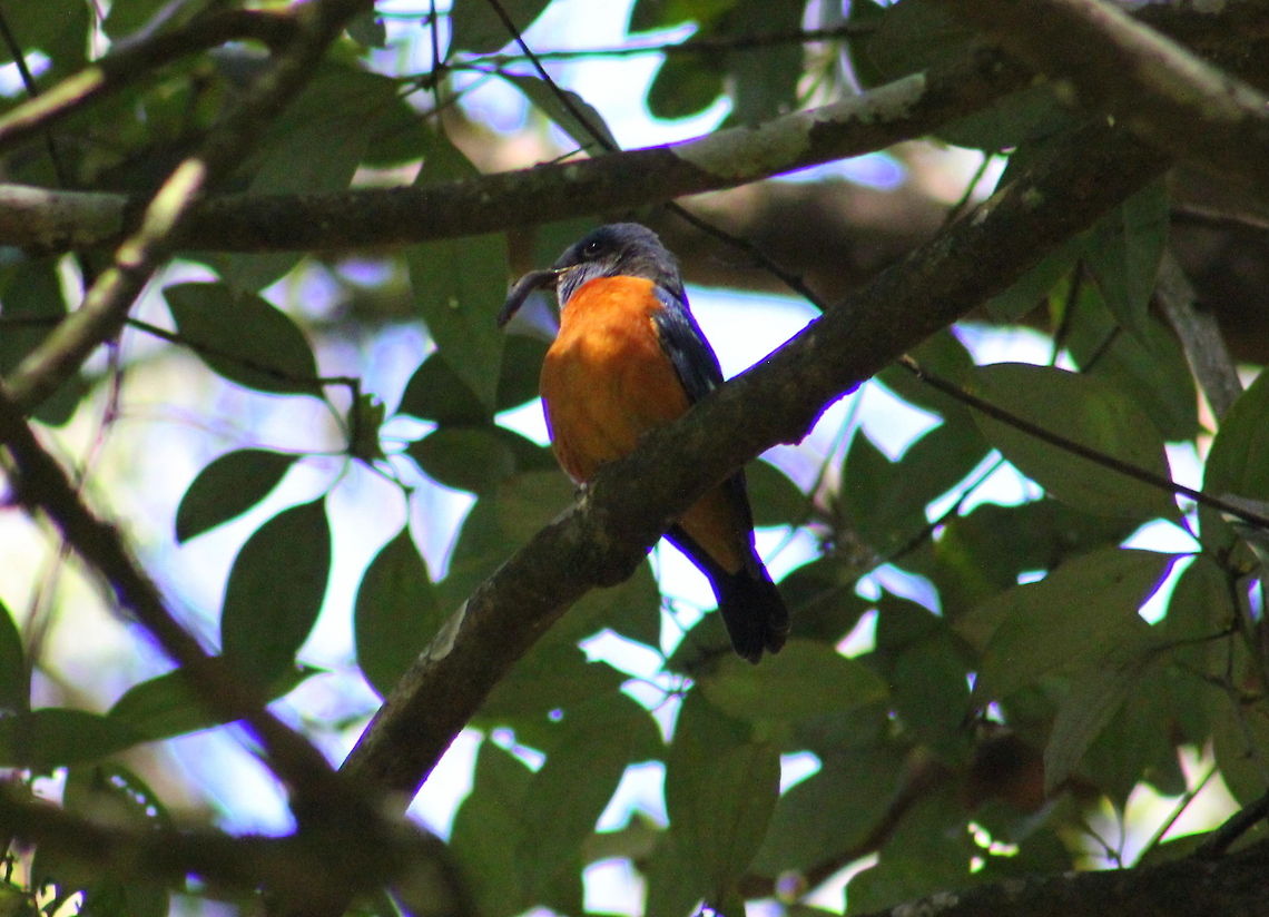 Blue-Capped Rock Thrush ( MALE )  Blue-capped Rock Thrush,Geotagged,India,Monticola cinclorhynchus