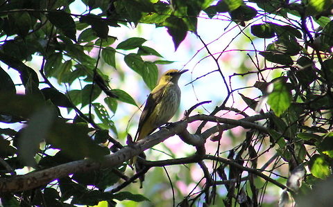 Black-Naped Oriole ( FEMALE )  Black-naped Oriole,Geotagged,India,Oriolus chinensis