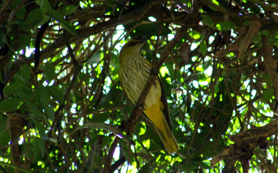 Black-naped Oriole  Black-naped Oriole,Geotagged,India,Oriolus chinensis,Winter
