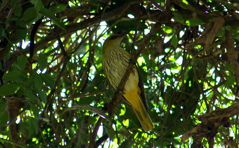 Black-naped Oriole  Black-naped Oriole,Geotagged,India,Oriolus chinensis,Winter