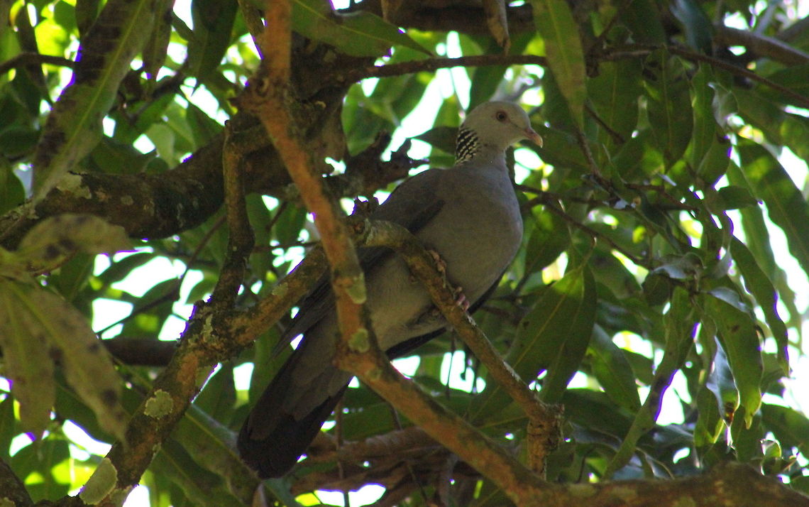 Nilgiri Wood Pigeon  Columba elphinstonii,Geotagged,India,Nilgiri Wood Pigeon
