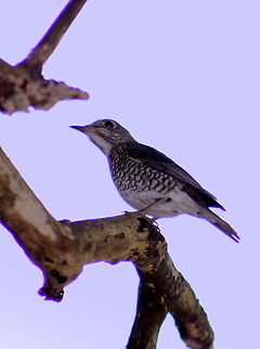 Blue-Capped Rock Thrush ( FEMALE )  Blue-capped Rock Thrush,Geotagged,India,Monticola cinclorhynchus