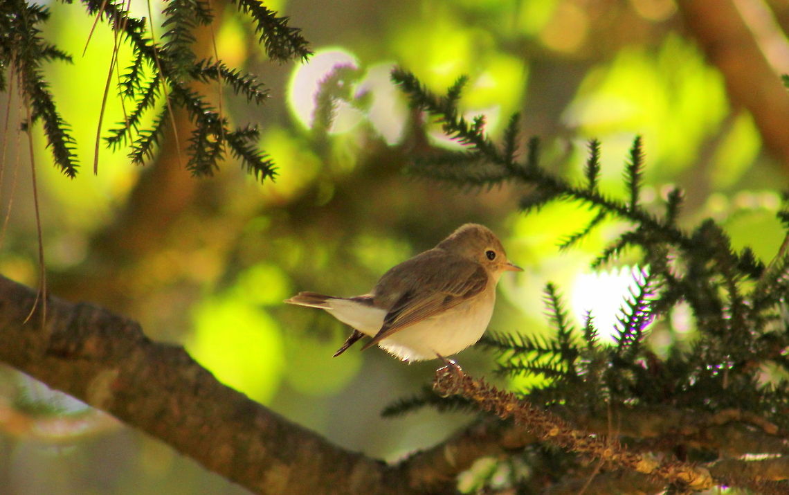 Blyth's Reed-warbler  Acrocephalus dumetorum,Asian Brown Flycatcher,Blyths Reed Warbler,Geotagged,India,Muscicapa latirostris