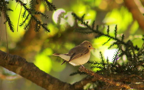 Blyth's Reed-warbler  Acrocephalus dumetorum,Asian Brown Flycatcher,Blyths Reed Warbler,Geotagged,India,Muscicapa latirostris