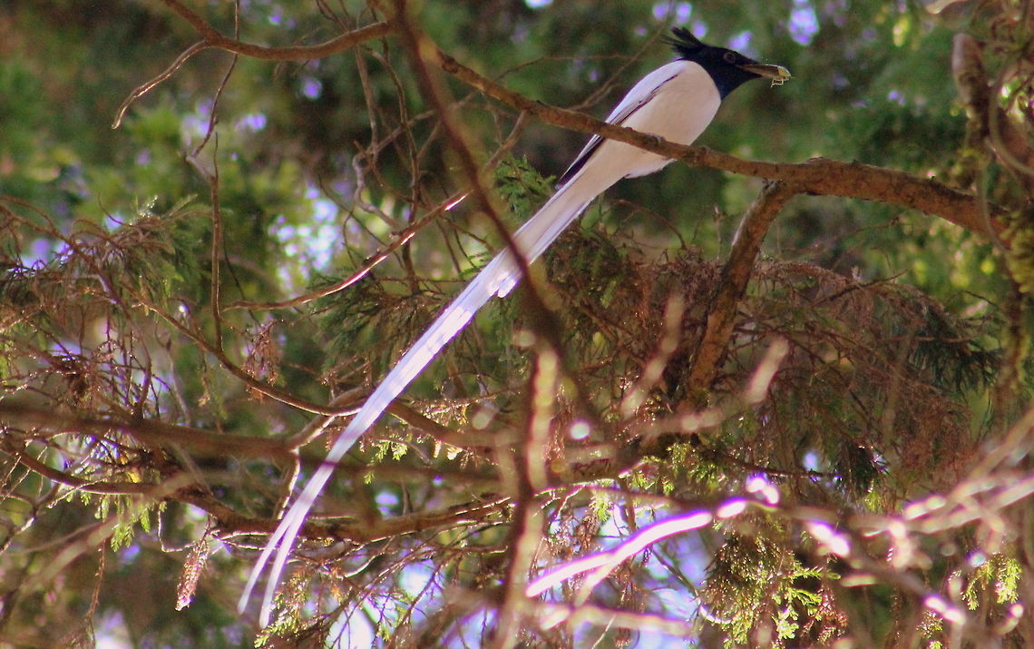 A white-morph Male Asian Paradise Flycatcher This flycatcher was busy in hunting its breakfast, I was running behind this for a beautiful photograph @ Nandi Hills, Bangalore, Karnataka, India. Asian Paradise Flycatcher,Geotagged,India,Terpsiphone paradisi