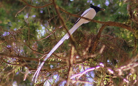 A white-morph Male Asian Paradise Flycatcher This flycatcher was busy in hunting its breakfast, I was running behind this for a beautiful photograph @ Nandi Hills, Bangalore, Karnataka, India. Asian Paradise Flycatcher,Geotagged,India,Terpsiphone paradisi